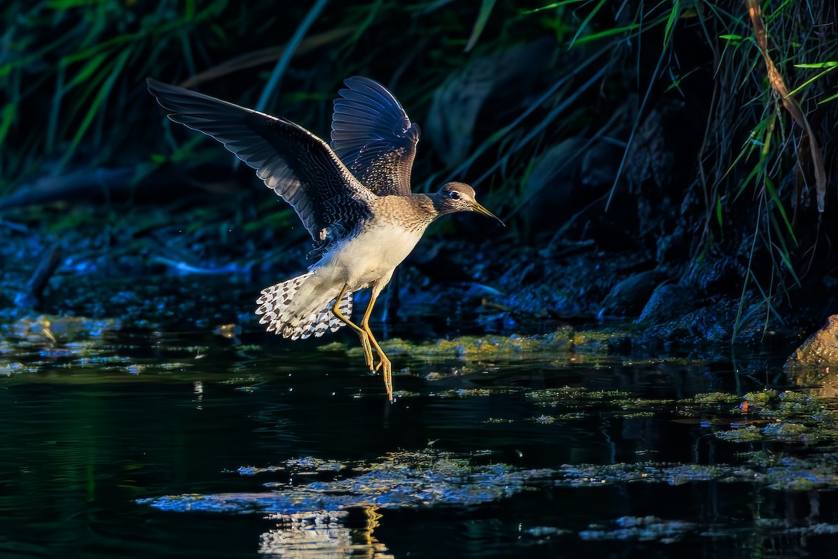 Solitary Sandpiper - ML622971022