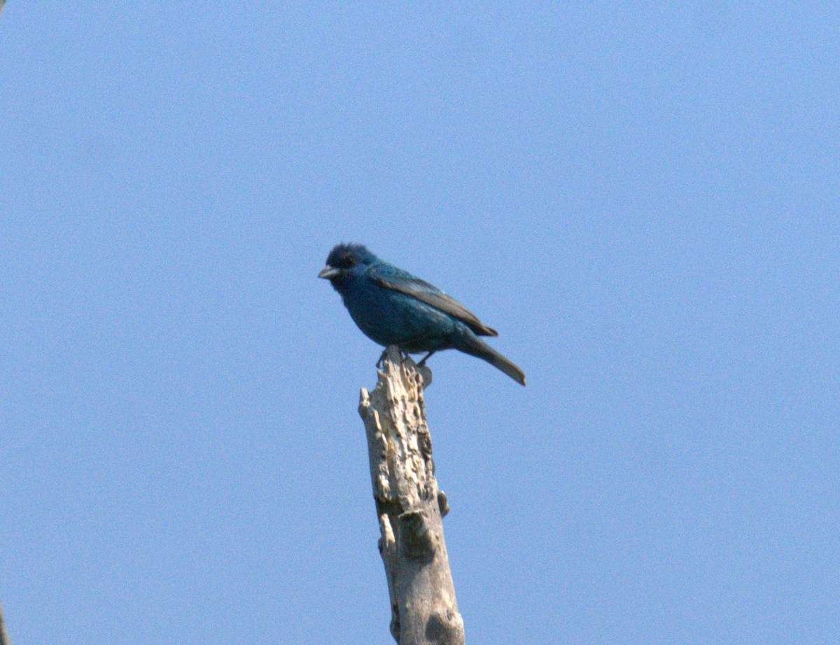 Passerin indigo - ML622971073