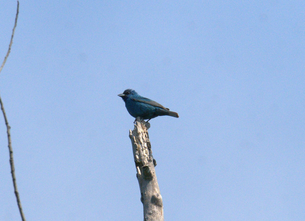 Passerin indigo - ML622971074