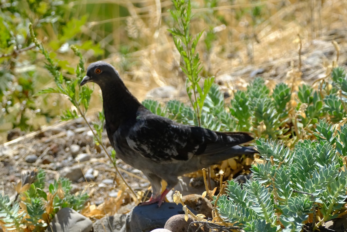 Rock Pigeon (Feral Pigeon) - ML622971075