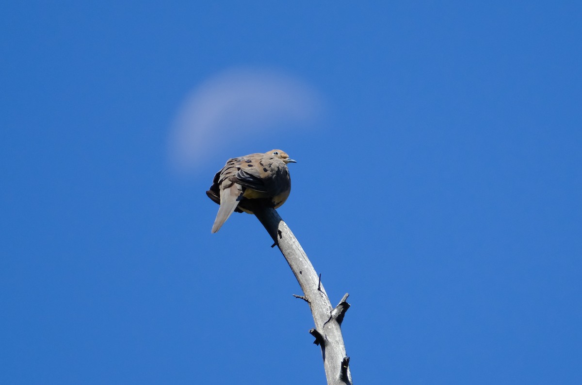 Mourning Dove - ML622971081