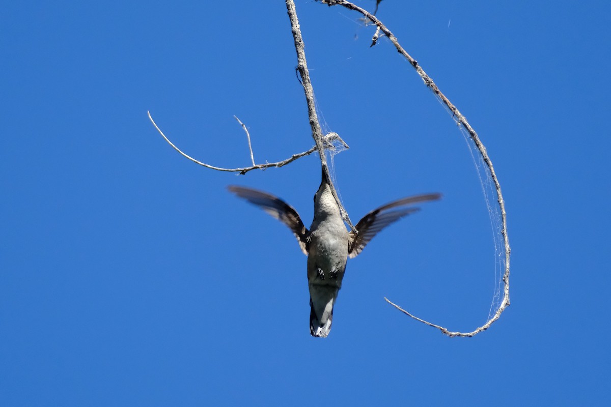 Black-chinned Hummingbird - ML622971085