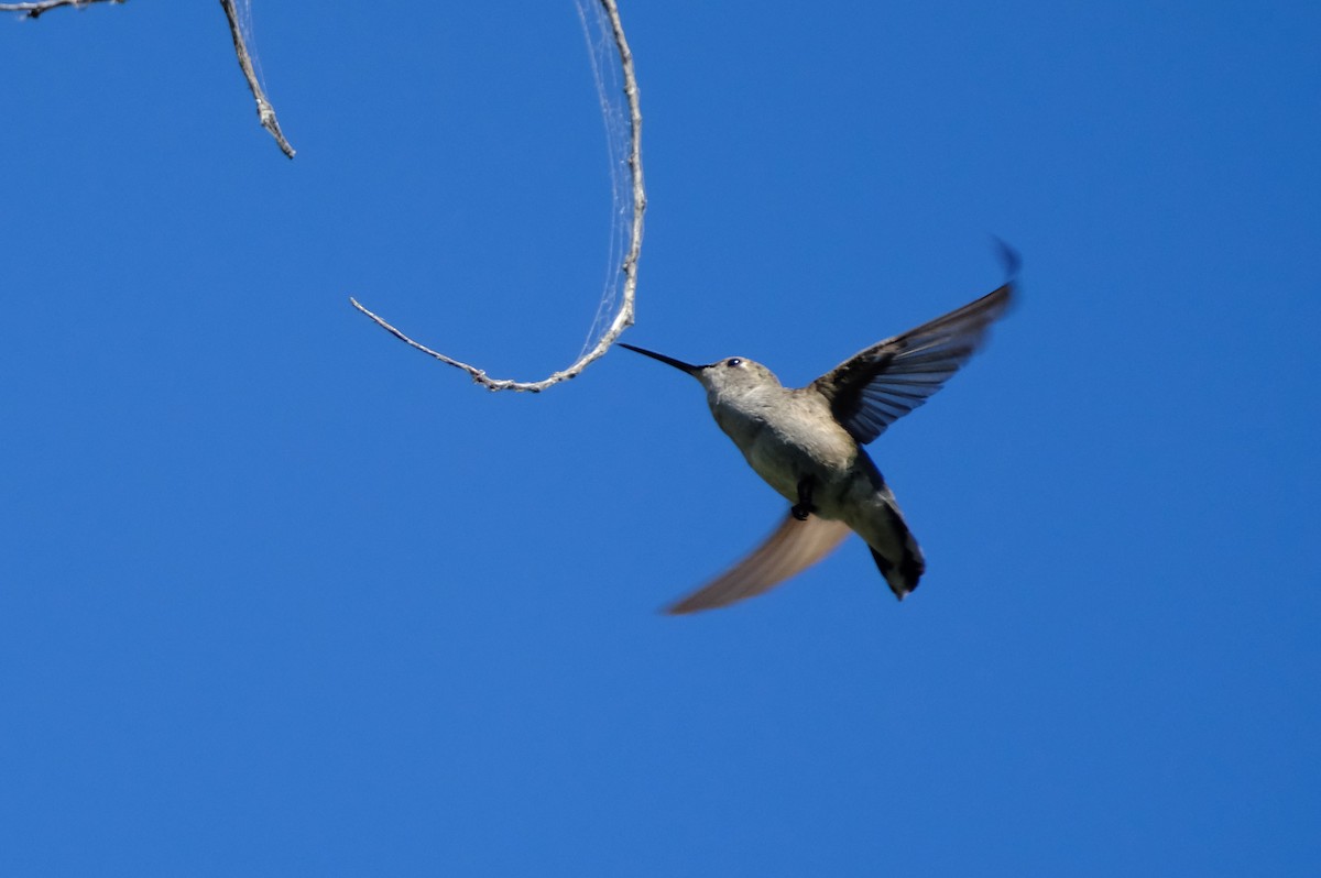 Black-chinned Hummingbird - ML622971086