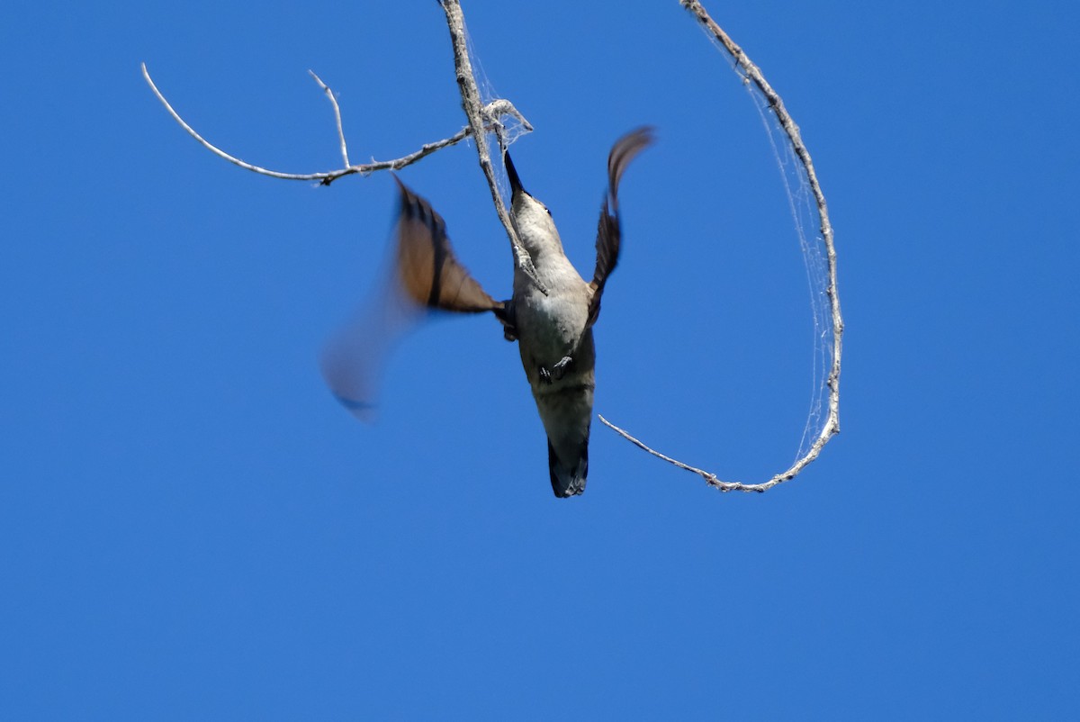 Black-chinned Hummingbird - ML622971088