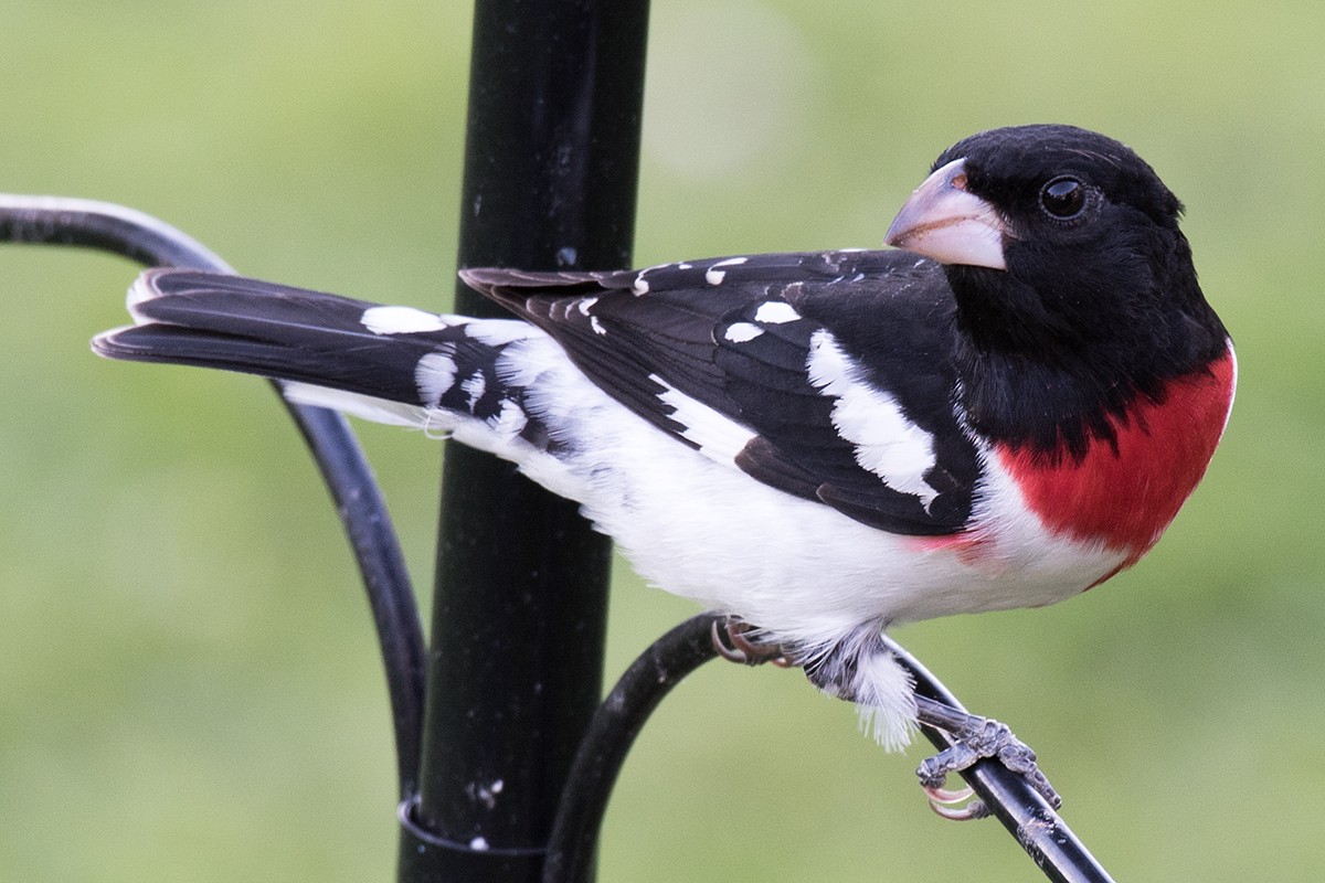 Rose-breasted Grosbeak - ML622971094