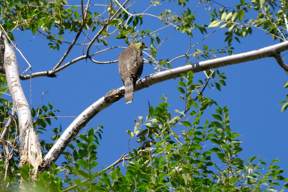 Cooper's Hawk - ML622971097