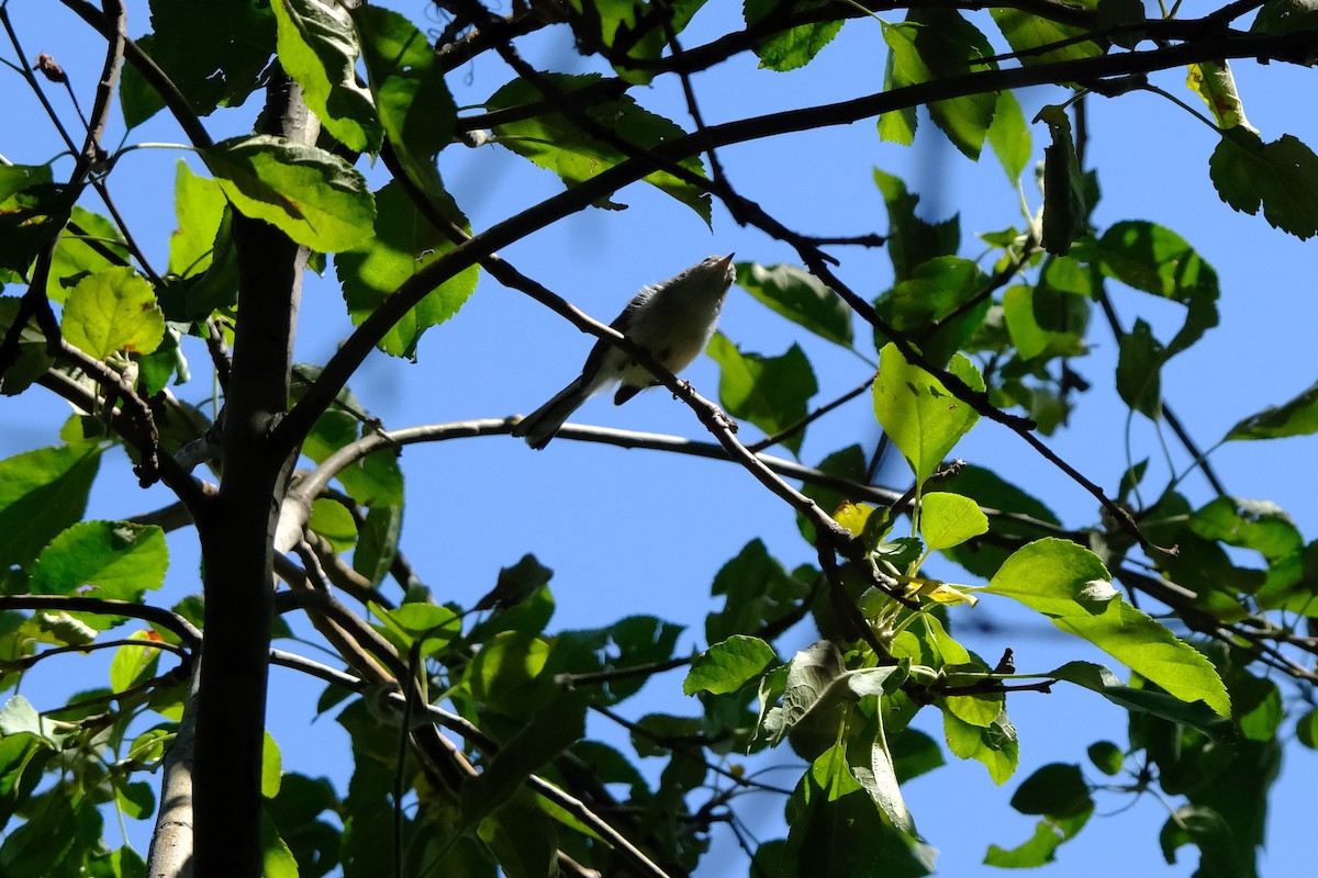 Blue-gray Gnatcatcher - ML622971100