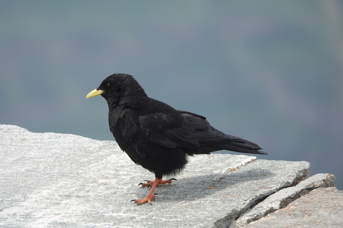 alpekaie - ML622971120