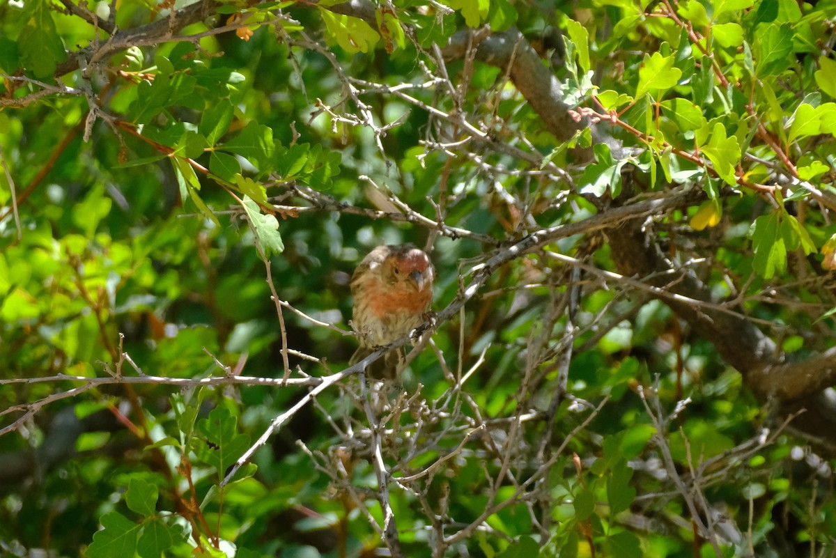 House Finch - ML622971123