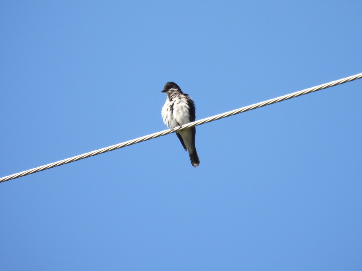 Eastern Kingbird - ML622971133