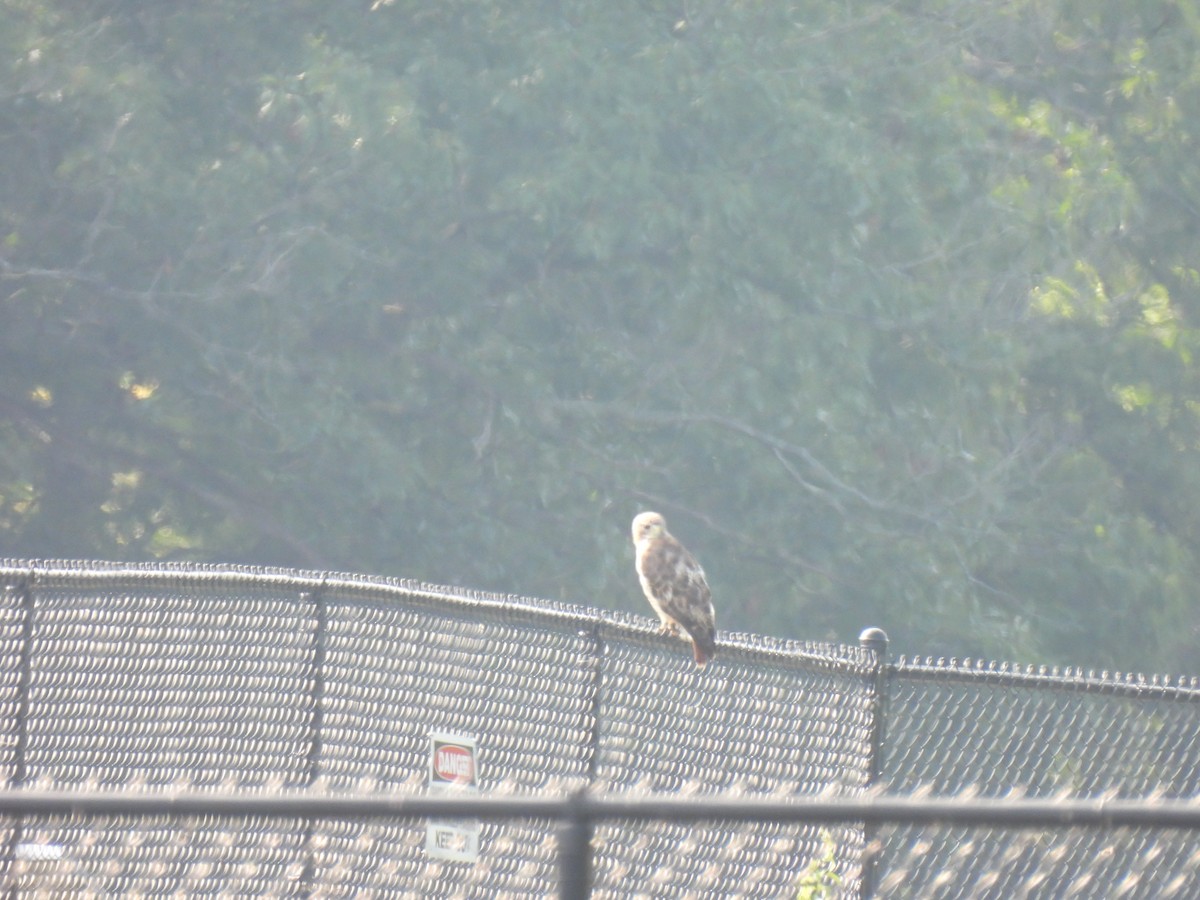 Red-tailed Hawk - ML622971136