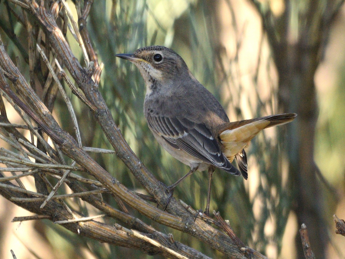 Bluethroat - ML622971157