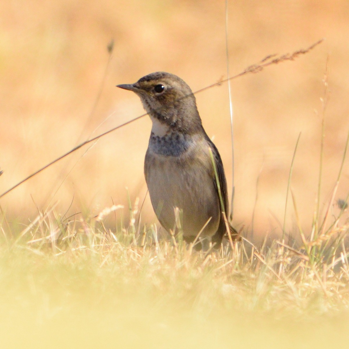 Bluethroat - Andrés Turrado Ubón