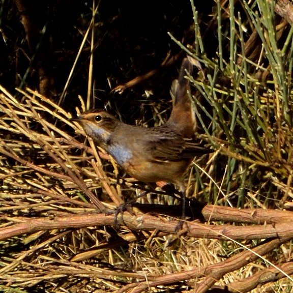 Bluethroat - Andrés Turrado Ubón