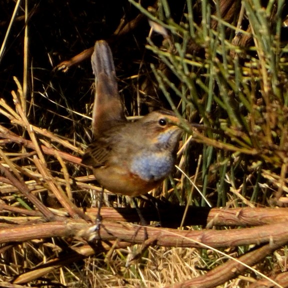 Bluethroat - Andrés Turrado Ubón