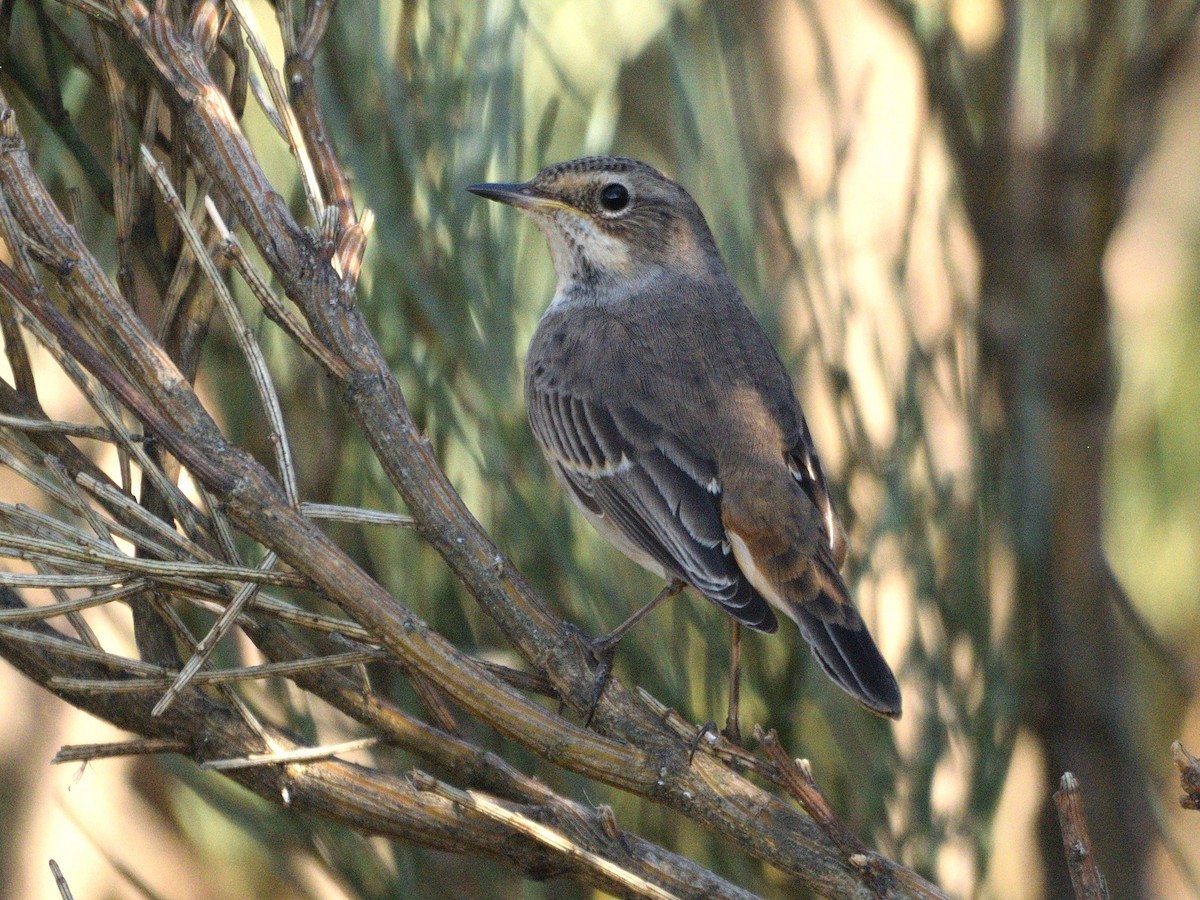 Bluethroat - Andrés Turrado Ubón