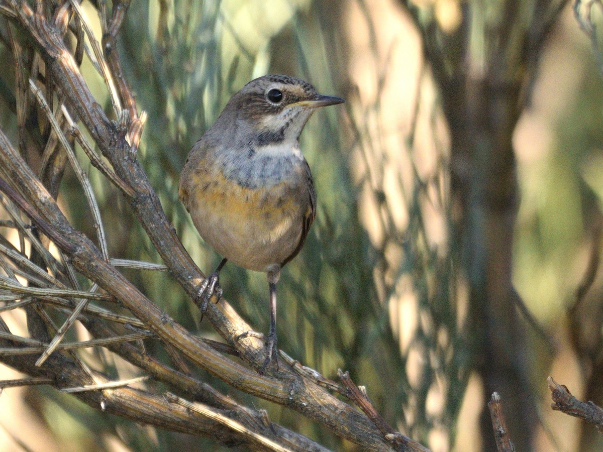 Bluethroat - ML622971162