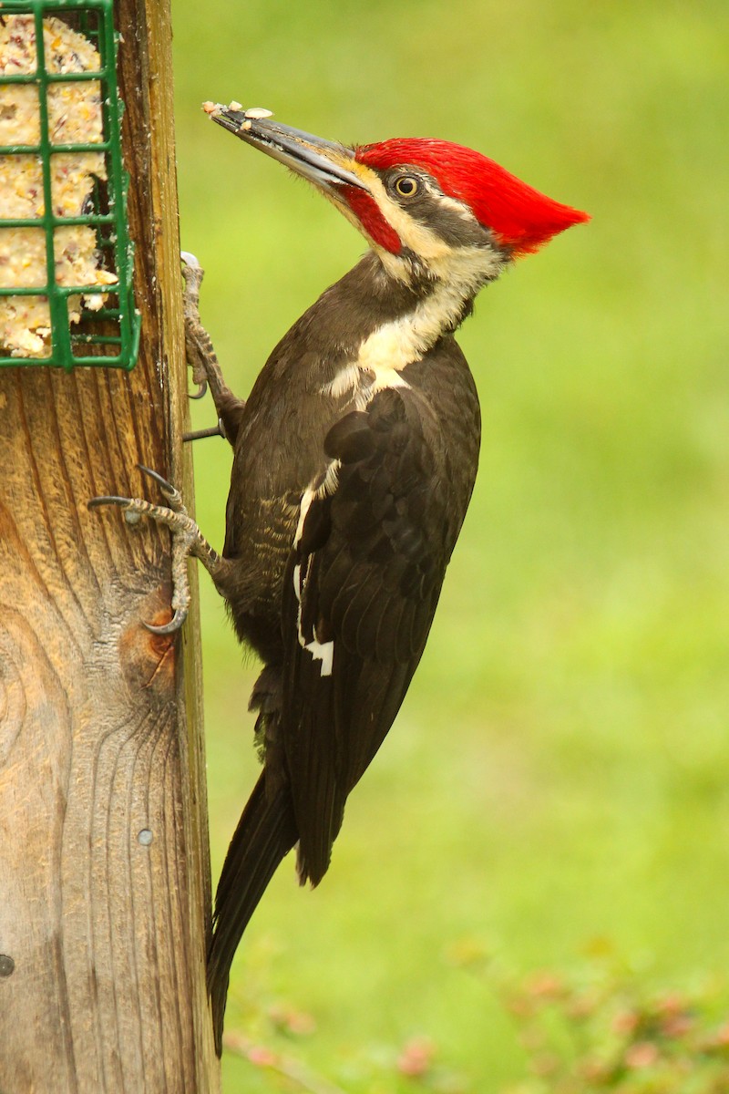 Pileated Woodpecker - ML622971166