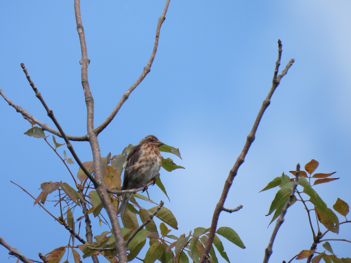 Purple Finch - ML622971169