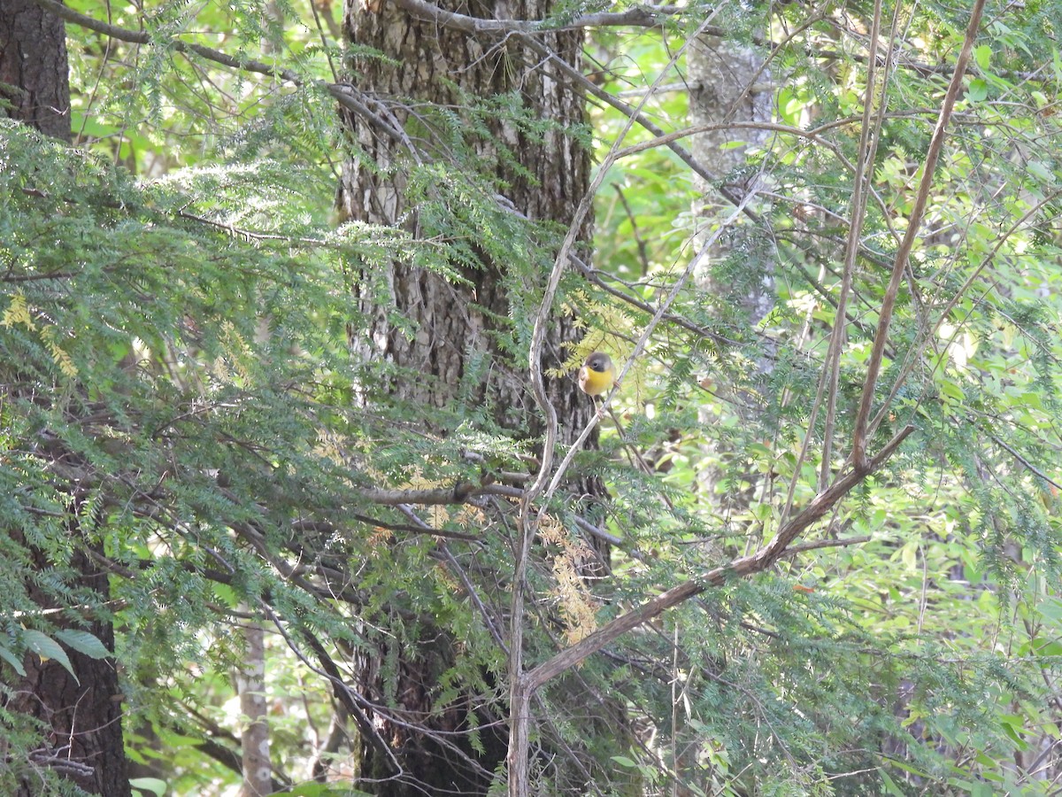 Common Yellowthroat - ML622971244