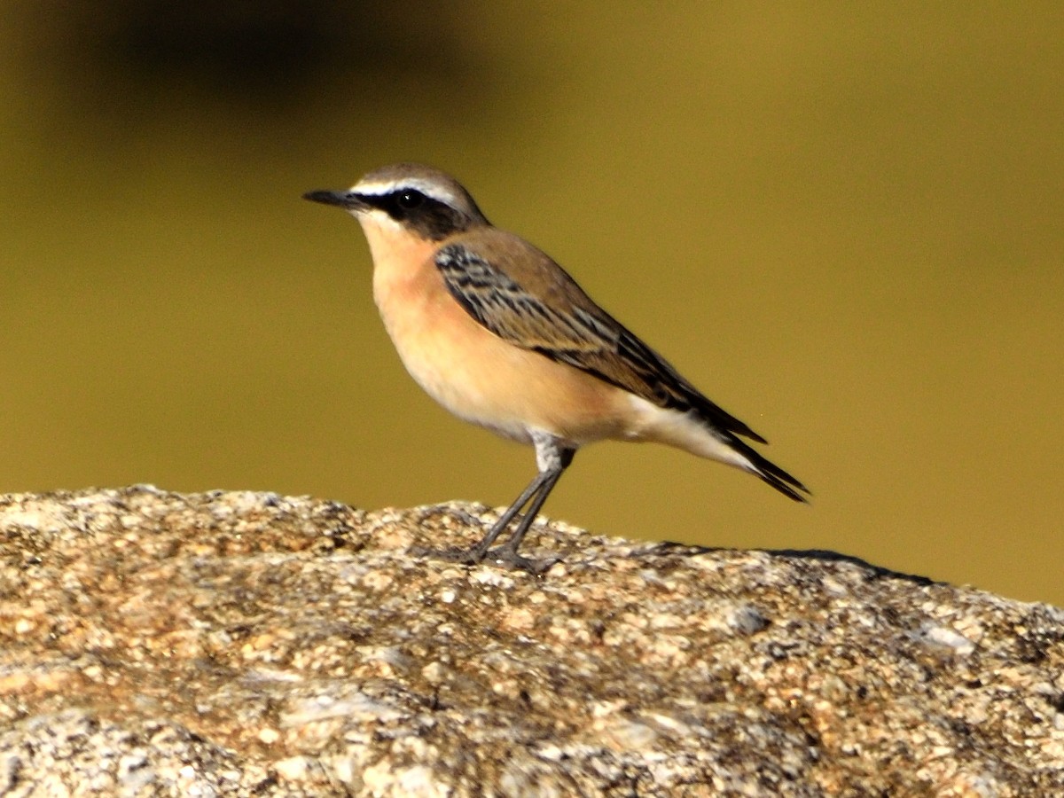 Northern Wheatear - ML622971251