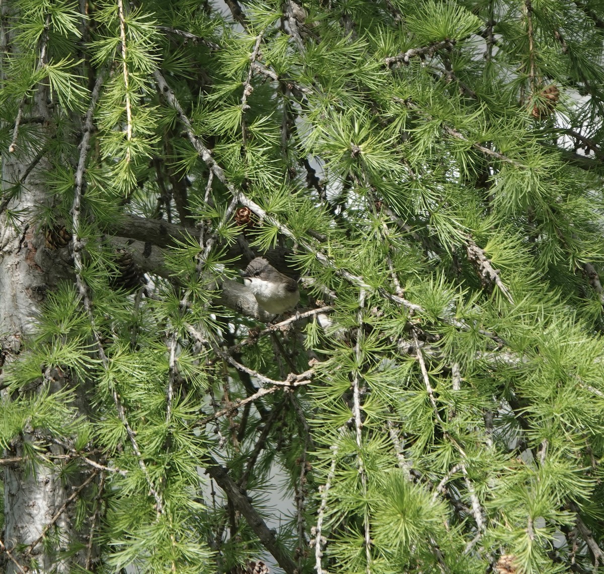 møller - ML622971281