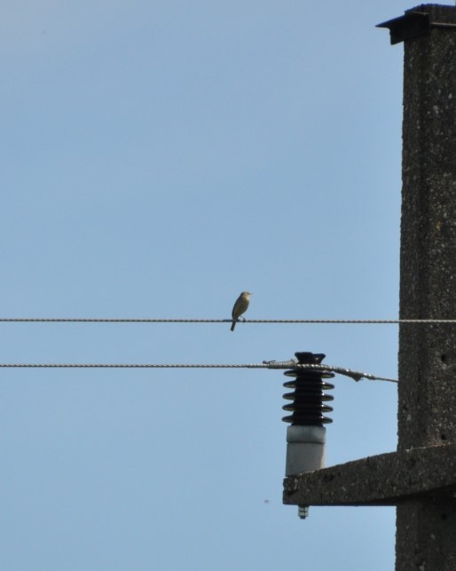 Spotted Flycatcher - ML622971300