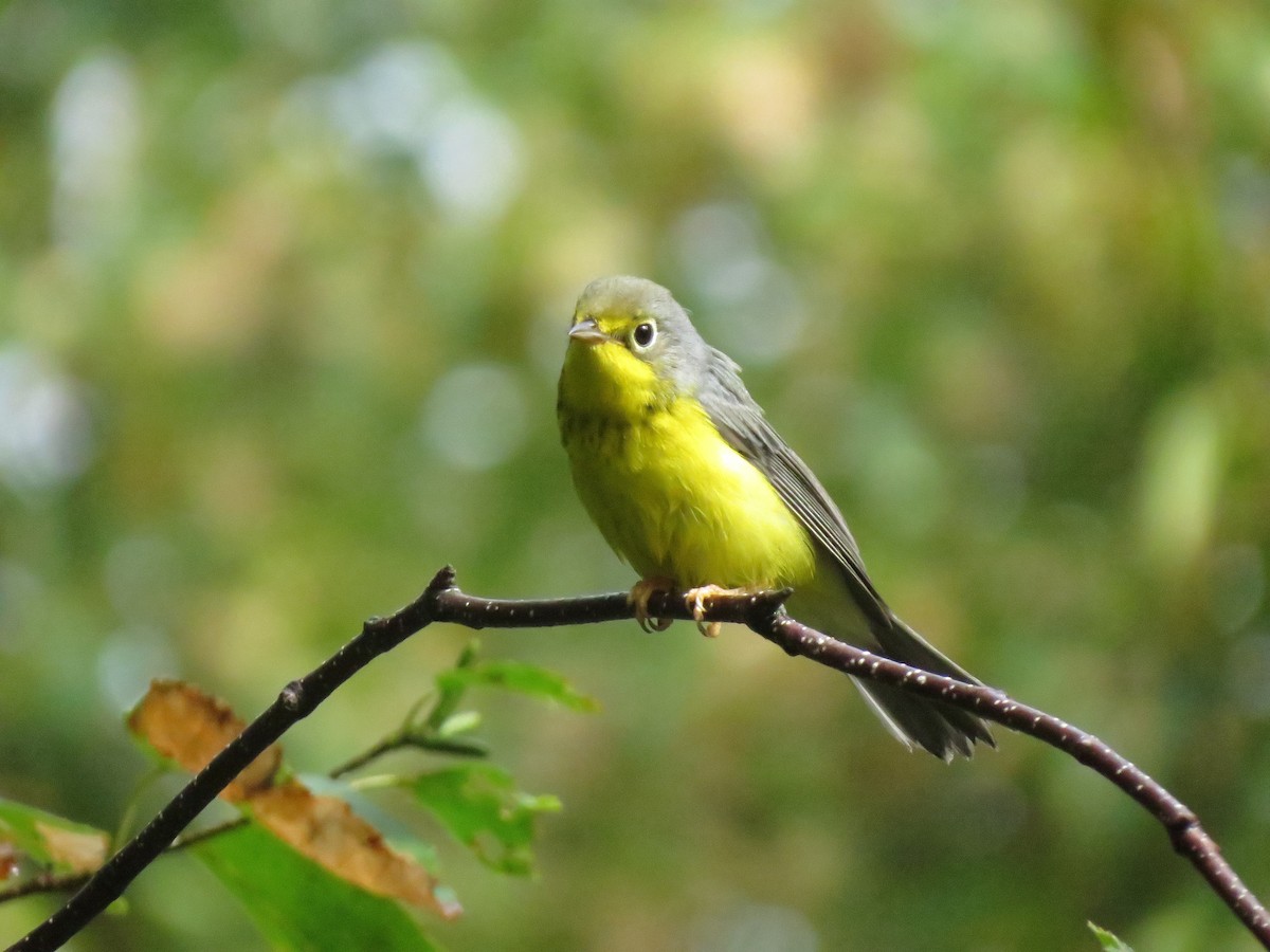 Canada Warbler - ML622971365