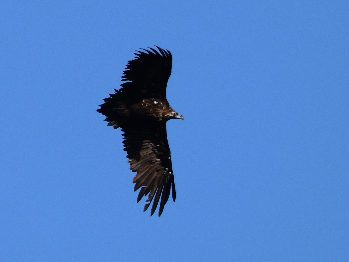 Cinereous Vulture - ML622971370