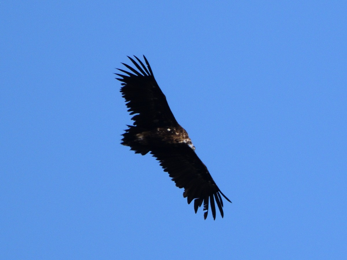 Cinereous Vulture - ML622971371