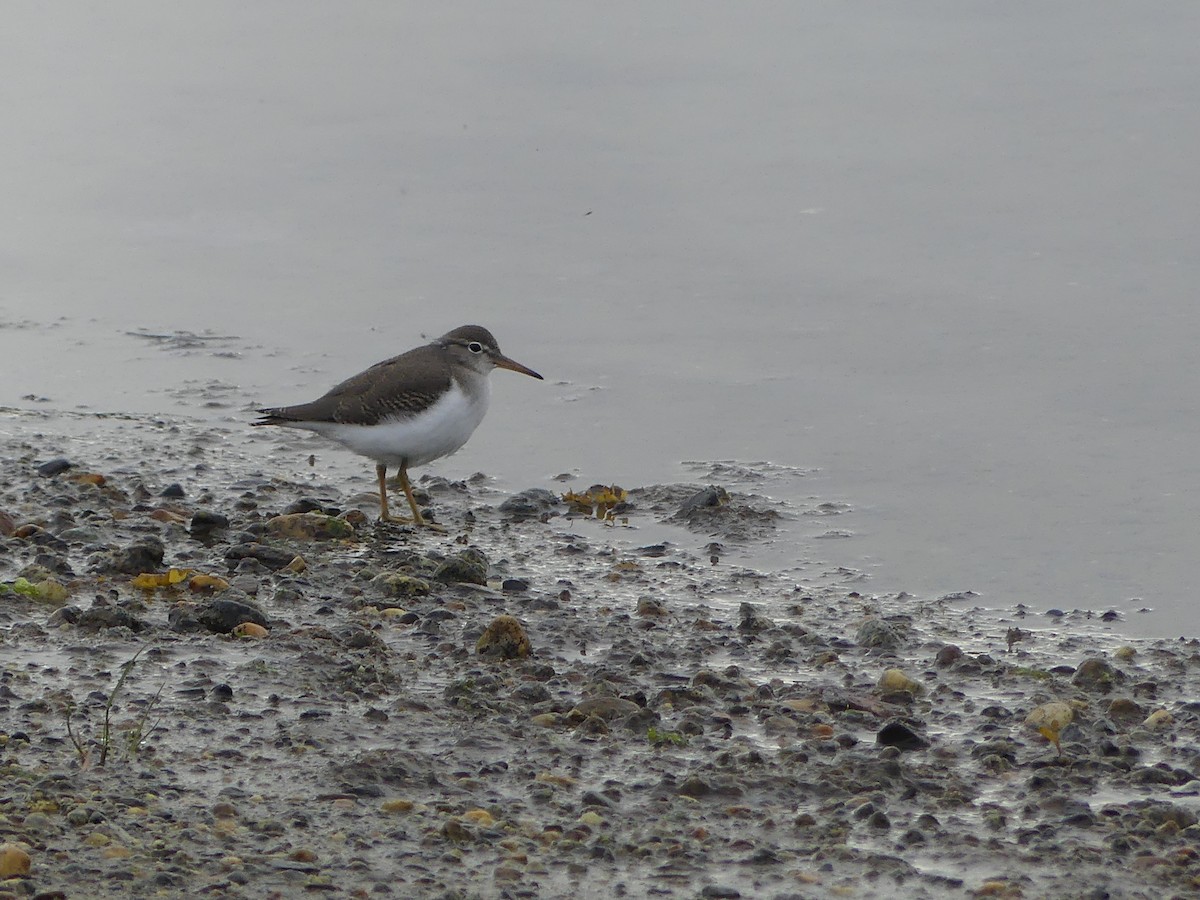 Spotted Sandpiper - ML622971439