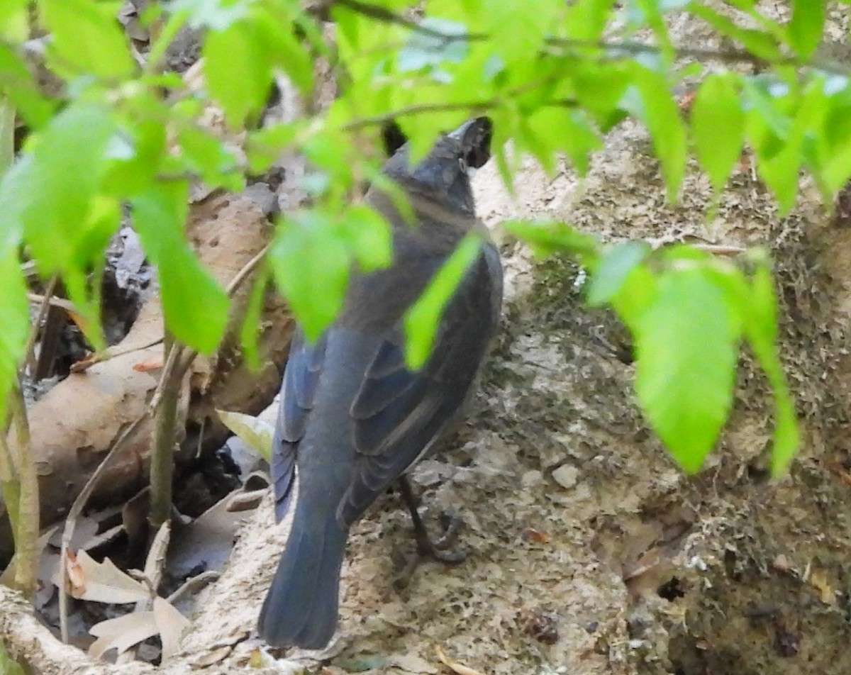 Rusty Blackbird - ML622971462