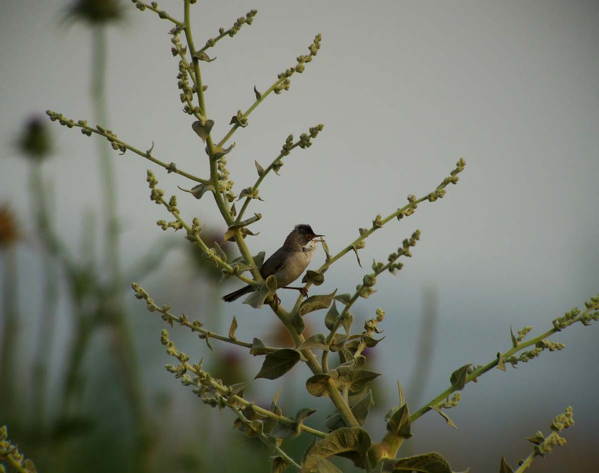 Menetries's Warbler - ML622971507