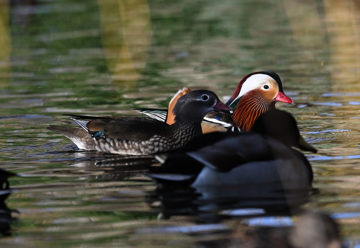 Mandarin Duck - David Darrell-Lambert