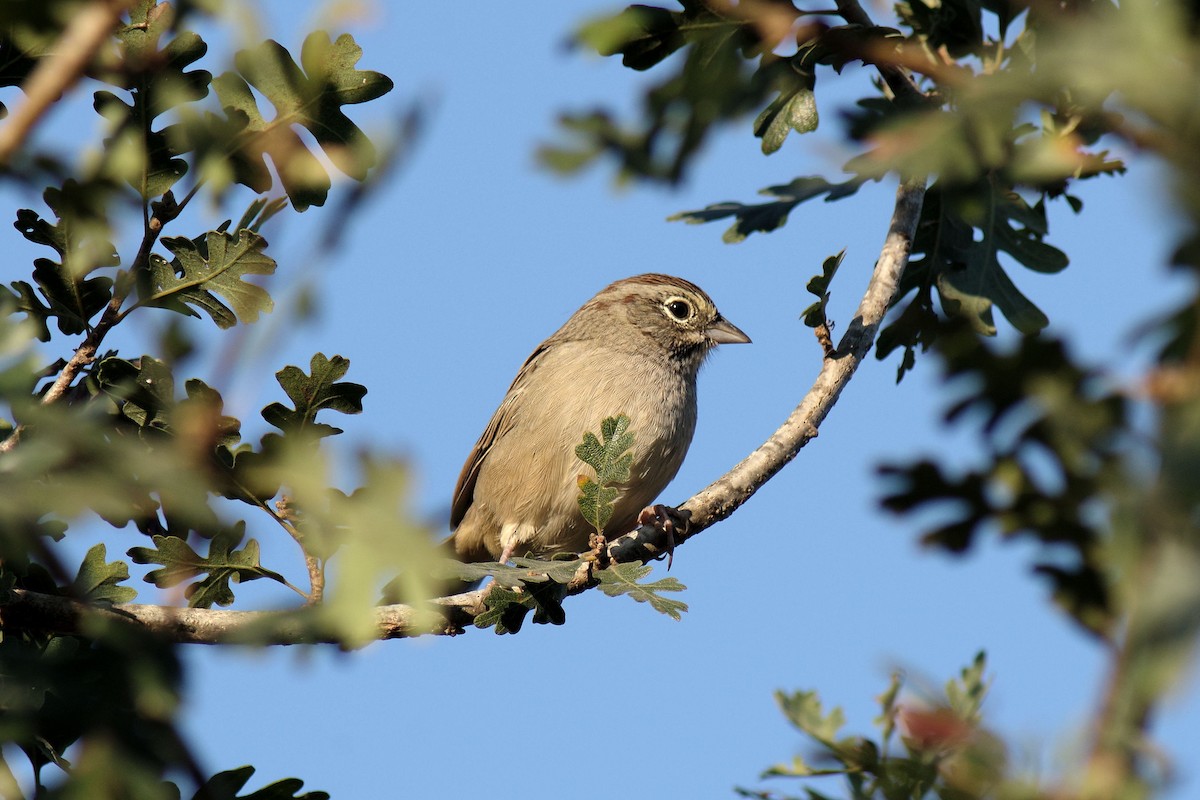 Rufous-crowned Sparrow - ML622971643