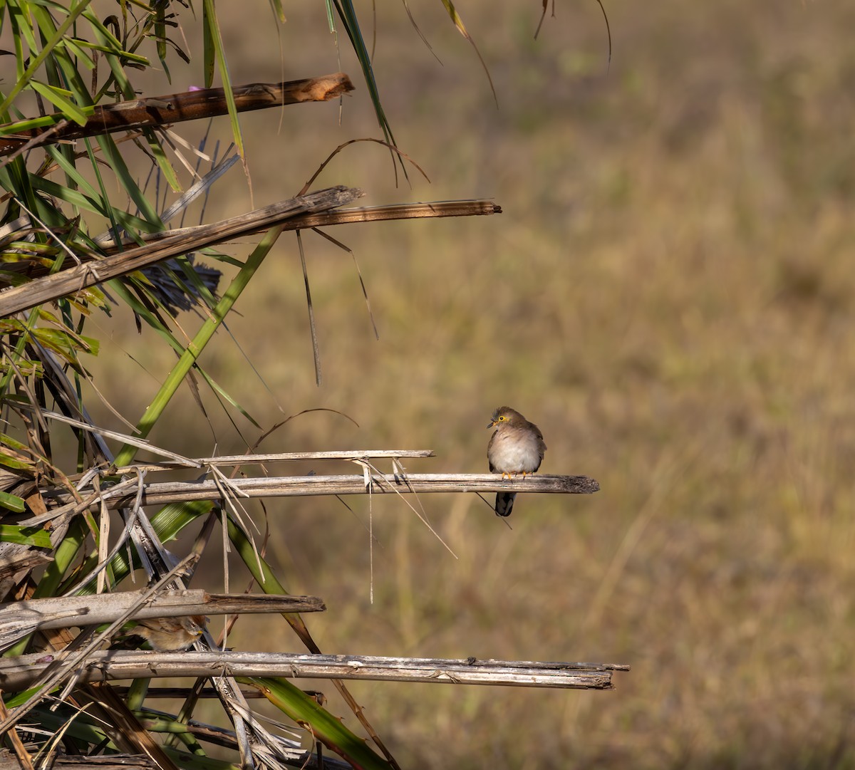 Long-tailed Ground Dove - ML622971650