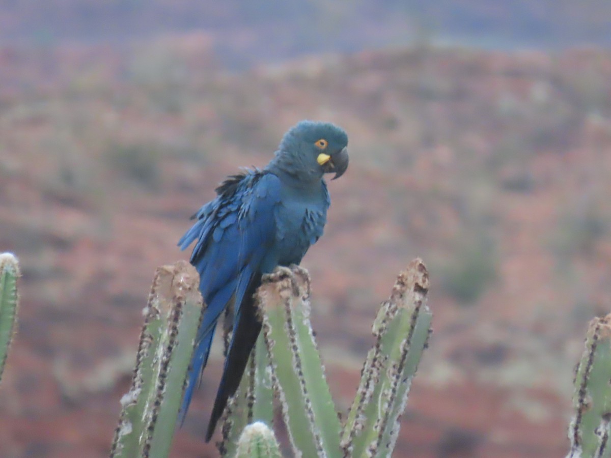 Indigo Macaw - ML622971671