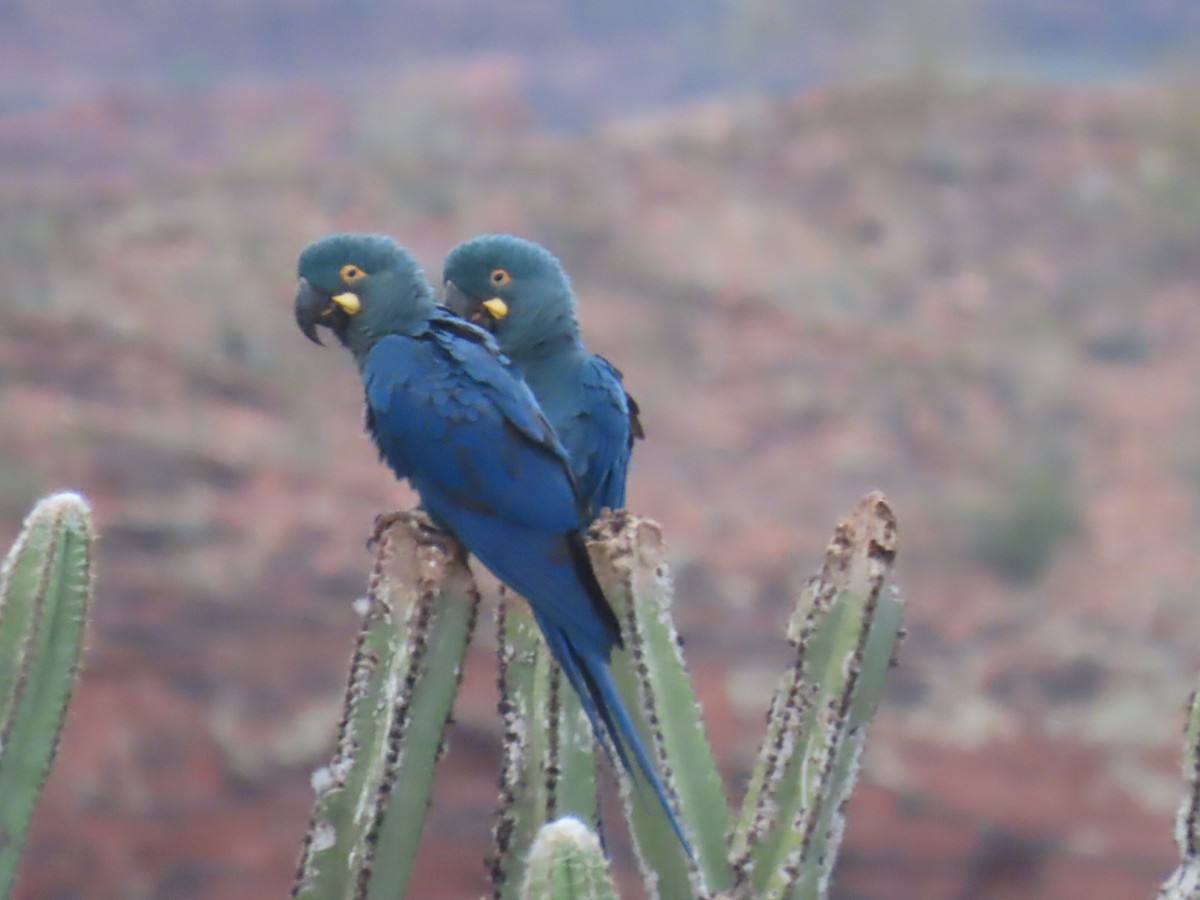 Indigo Macaw - ML622971676