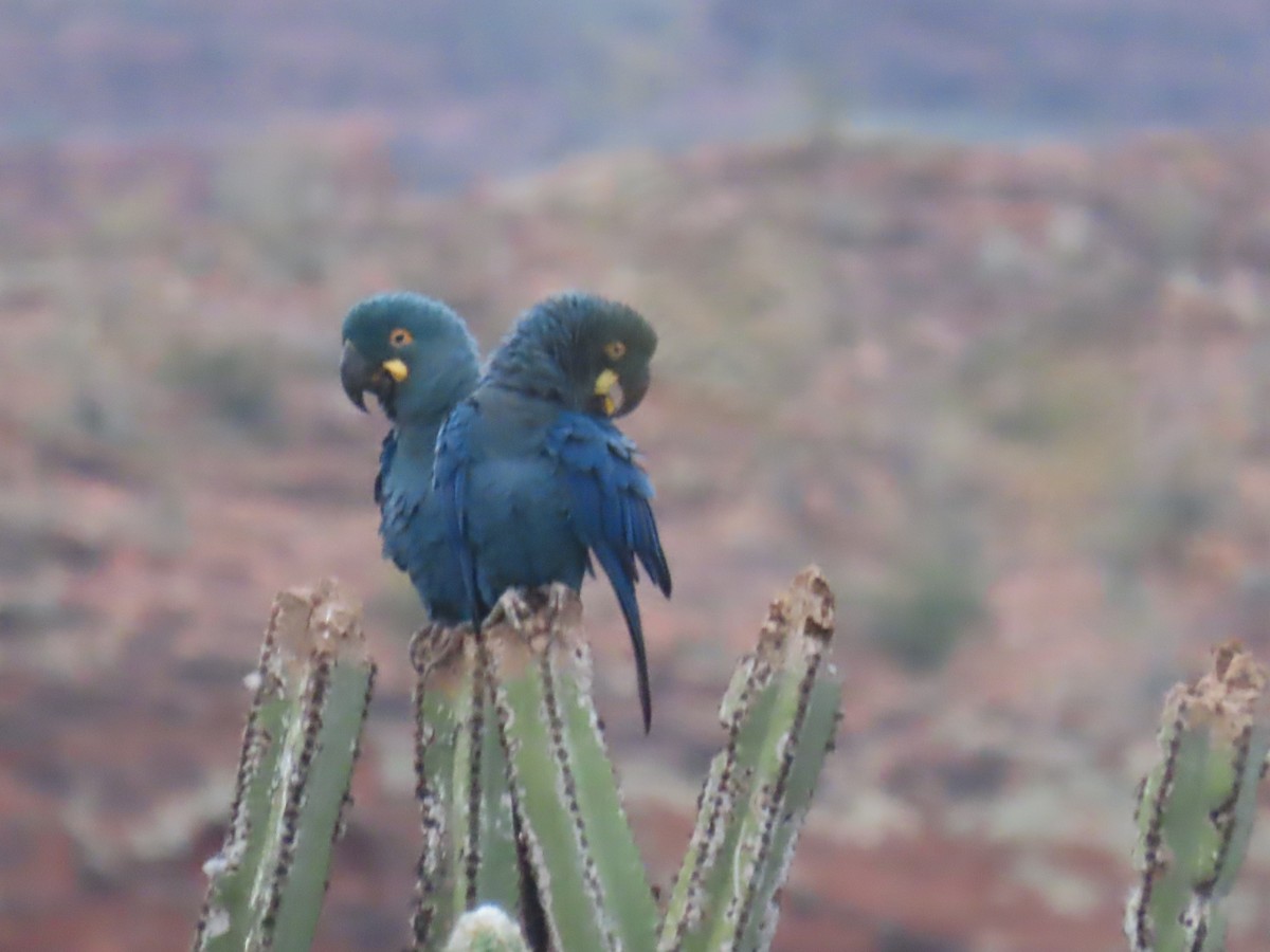 Indigo Macaw - ML622971682