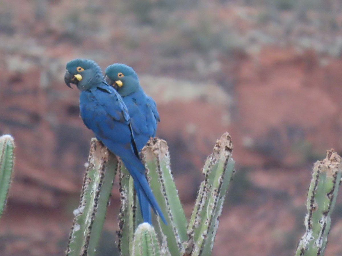 Indigo Macaw - ML622971685