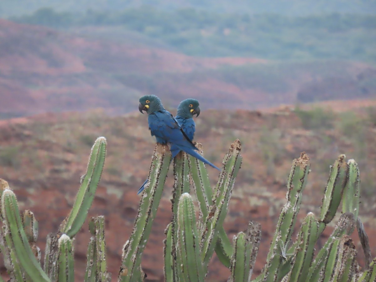 Indigo Macaw - ML622971693