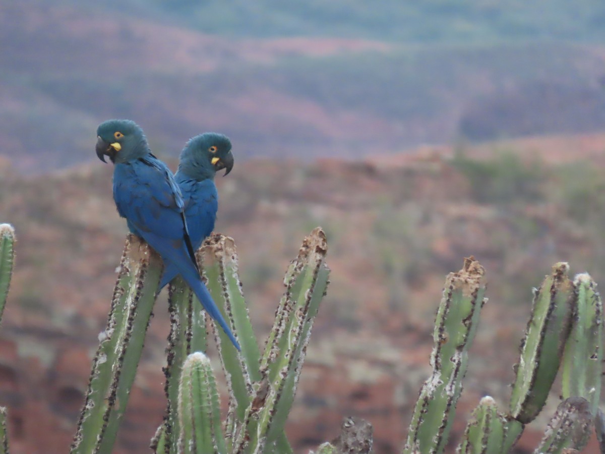 Indigo Macaw - ML622971698