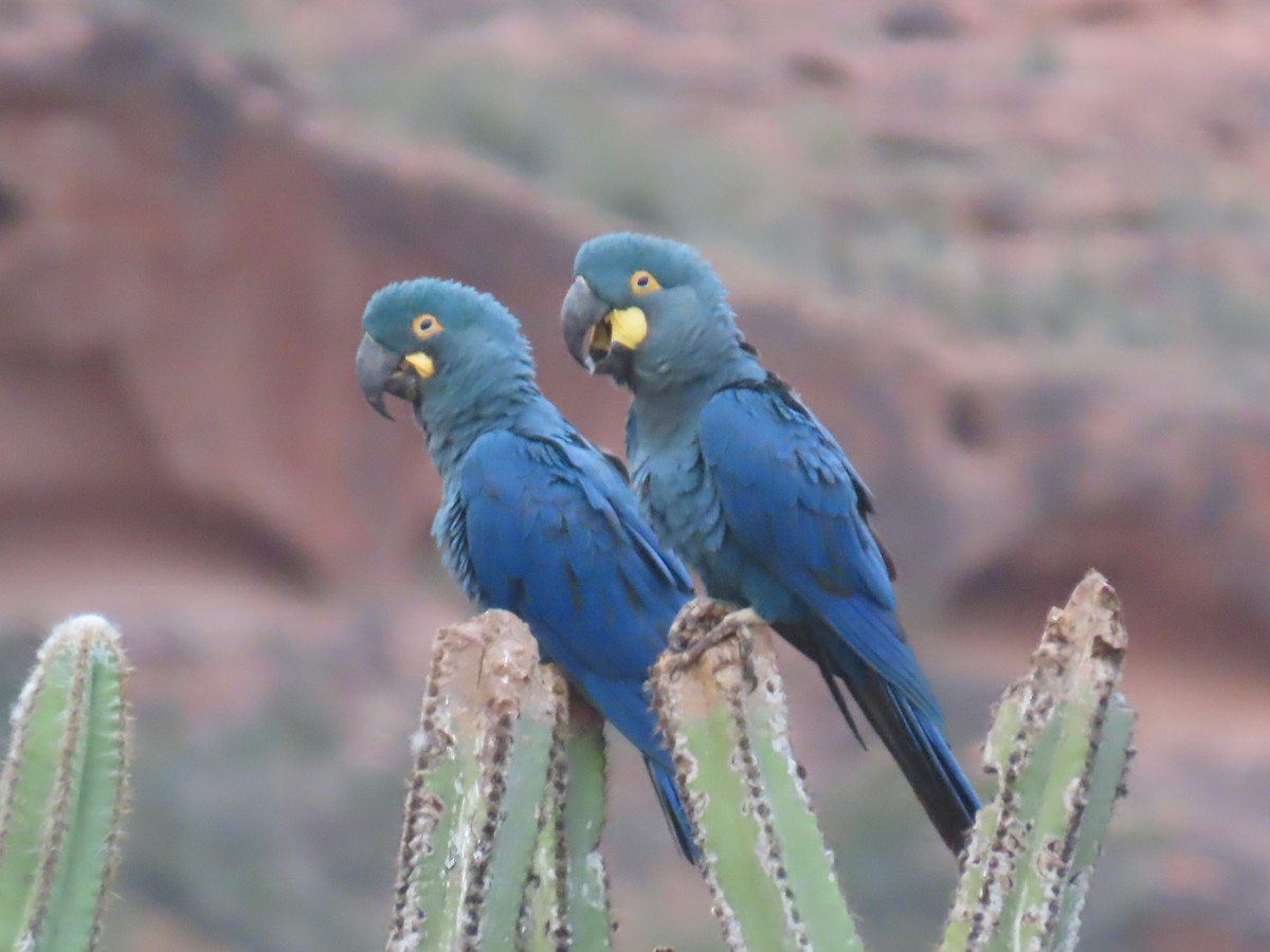 Indigo Macaw - ML622971704