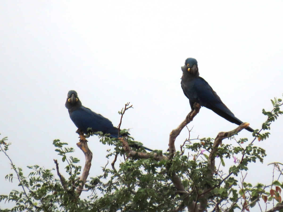 Indigo Macaw - ML622971715