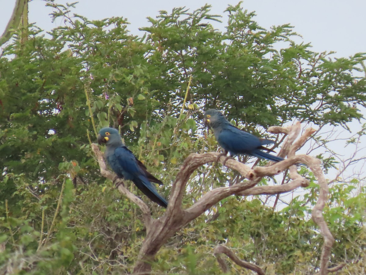 Indigo Macaw - ML622971720