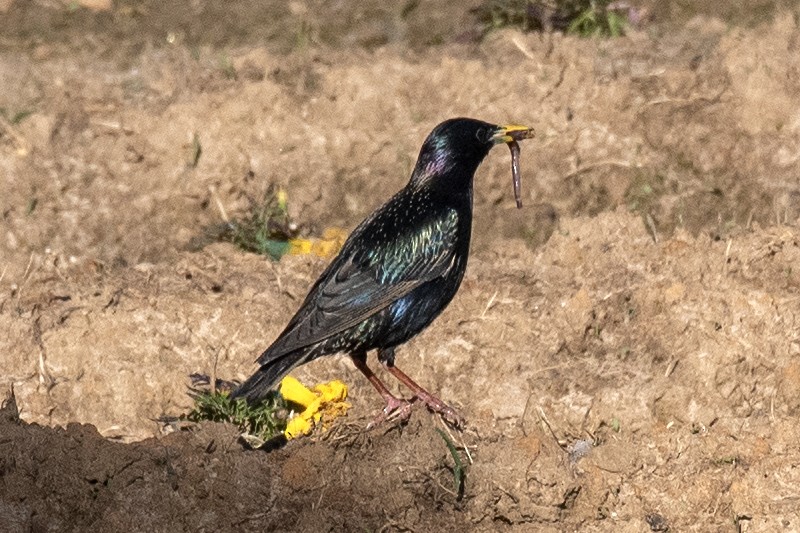 European Starling - ML622971742