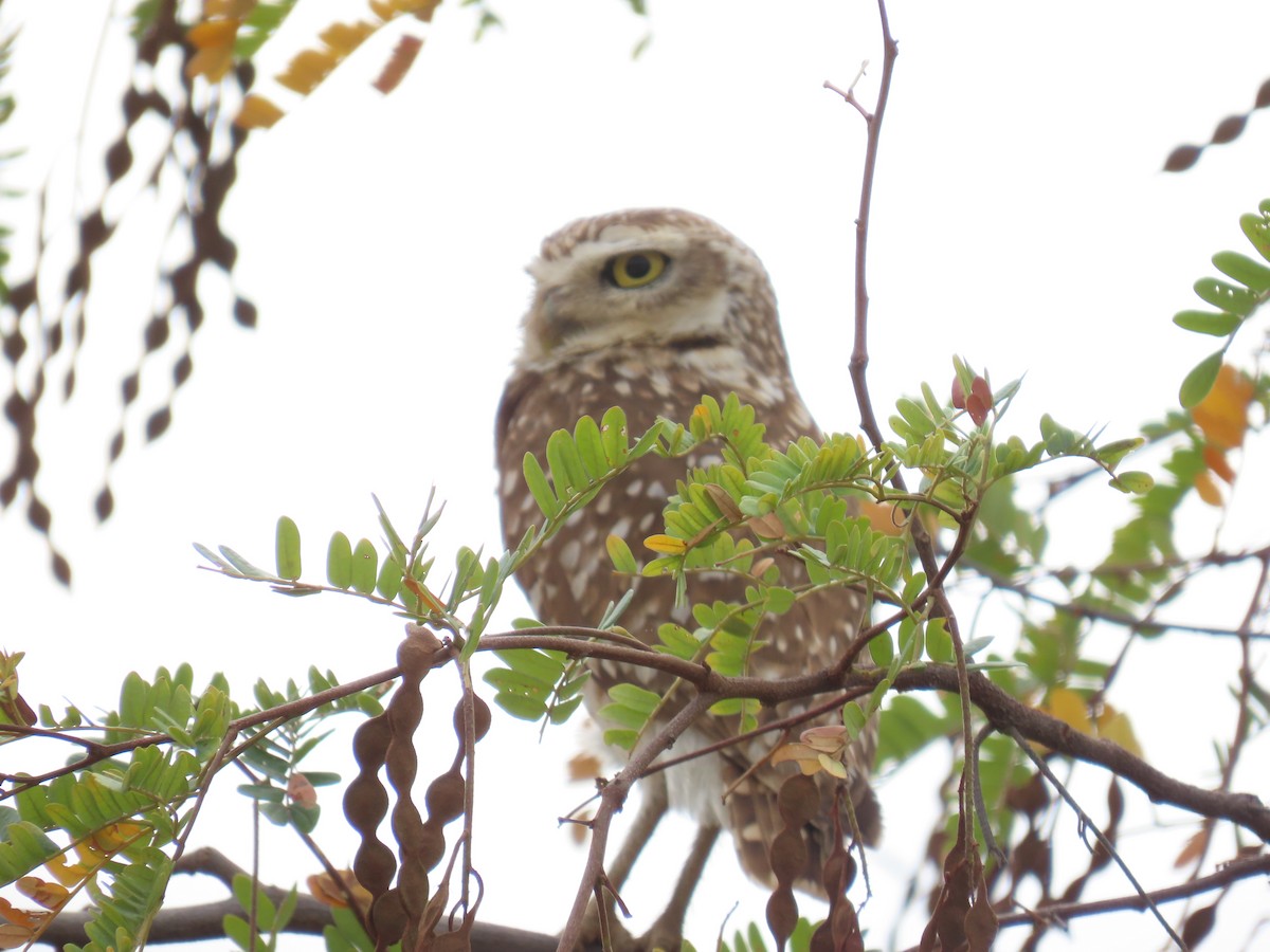 Burrowing Owl - ML622971783