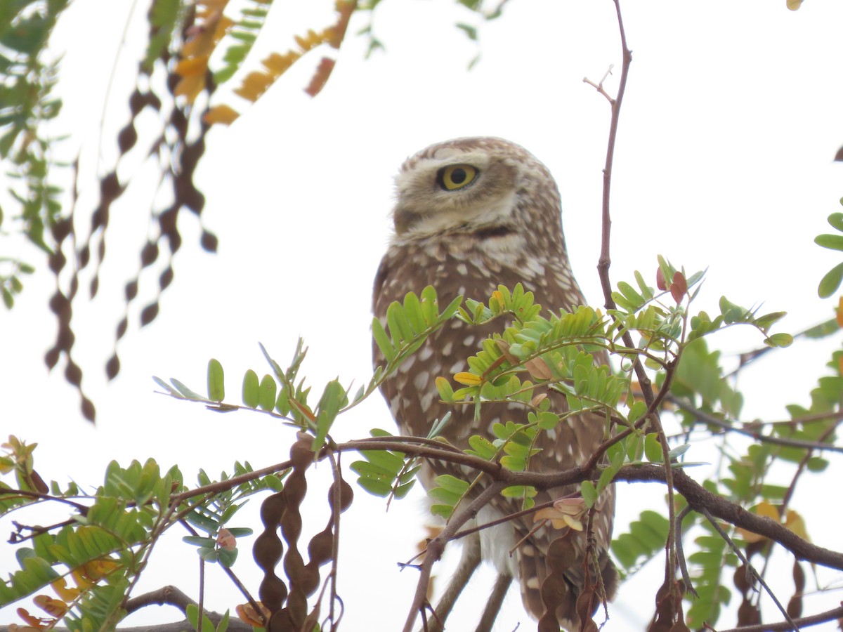 Burrowing Owl - ML622971789