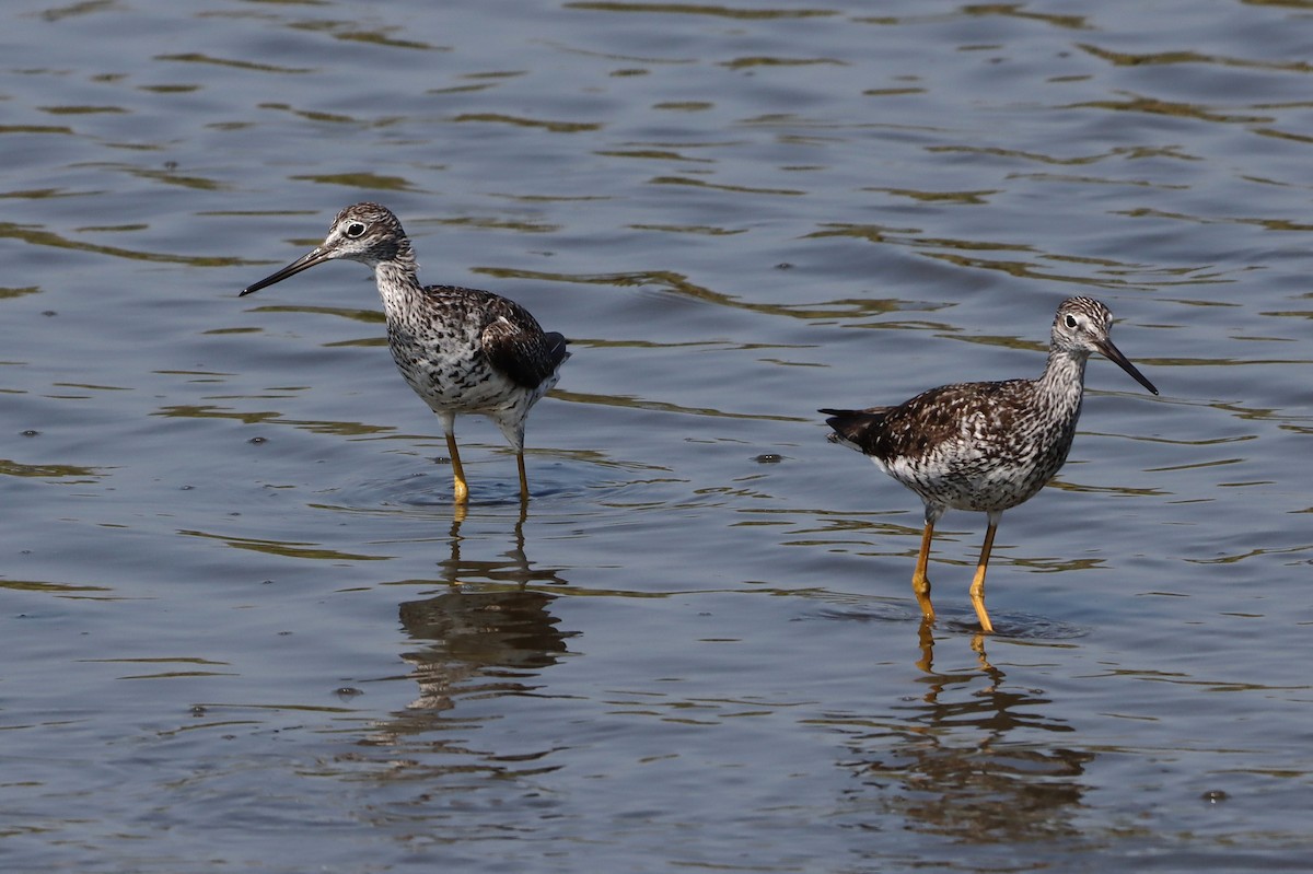 Greater Yellowlegs - ML622971820