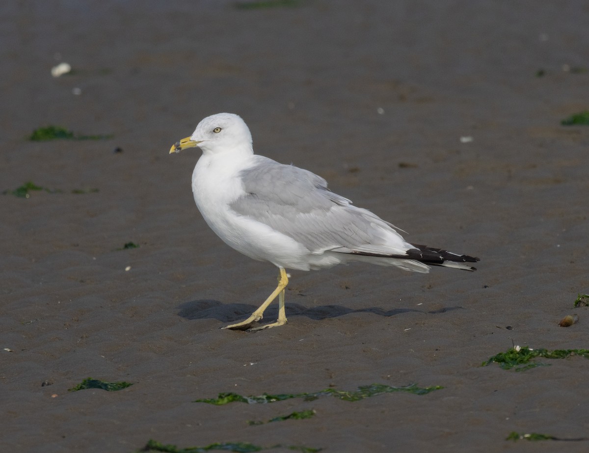 Ring-billed Gull - ML622971858